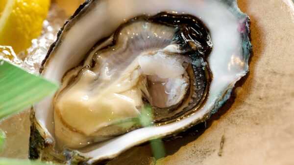 Boudeuse Special №1 (France)